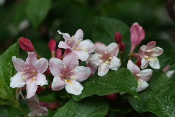 Naklejka na ściany i meble Weigela Rosea . Pink flower, fully open and closed small Flowers with green leaves. Selective focus of bright pink petals. Many pink Flowers on a bush in the garden.Floral background. Place for text.