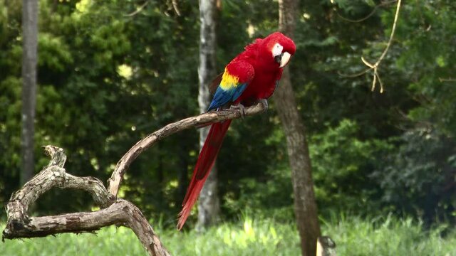 Scarlet macaw (Ara macao) perched on a branch, Costa Rica