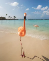 Fotobehang A pink flamingo on a sandy beach in Aruba on a bright, sunny day. © Nick