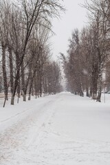 Fototapeta premium Winter snow-covered alley during snowfall
