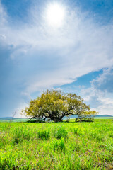 Fototapeta na wymiar A lonely very old tree stands in a green field in the spring. There is a shadow on the grass from a large spreading tree. In the background blue sky and white clouds. Wisdom. Solitaire.