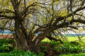 A close-up old magic, fabulous, fantastic, scary, spreading tree with many branches and twigs against the background of green grass in the field. A huge thick trunk with a lot of trunks.
