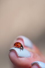 a ladybug is sitting on a finger