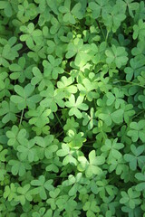 Fototapeta na wymiar green Clove leaves on ground