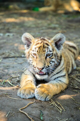 Sweet tiger baby is lying on the land.