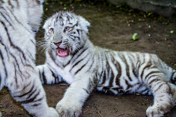 White tigers baby is lying on the ground .