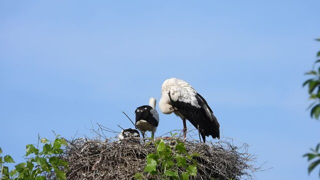Wei&szlig;storch&nbsp;(Ciconia ciconia)