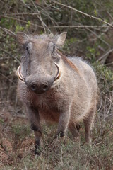 Warthog, Addo Elephant Park, Gqeberha, South Africa