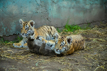 Two sweet tiger baby is lying on the land.