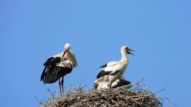Wei&szlig;storch&nbsp;(Ciconia ciconia)