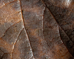 Close up of a brown leaf with fine structures