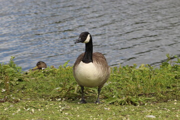 country goose in the lake