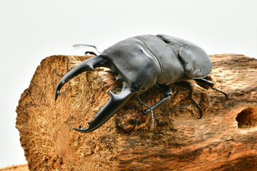 パラワンオオヒラタクワガタ
