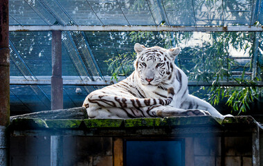 White tiger is sitting on the ground behind a cage.