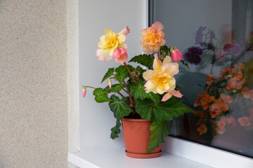 Obraz na płótnie Canvas Lovely tuberous begonia blooms on the balcony. Home flowers, hobbies, lifestyle.