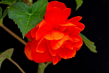 Gorgeous tuberous begonia flower, isolate on black background. Floriculture, hobby, home and garden flowers.