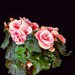 Fototapeta premium Pink begonia elatior Borias isolate on black background. Floriculture, hobbies, home flowers.