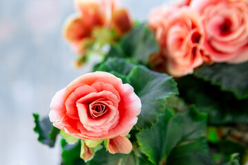 Blooming begonia elatior of the Borias variety. Floriculture, hobby, green home.