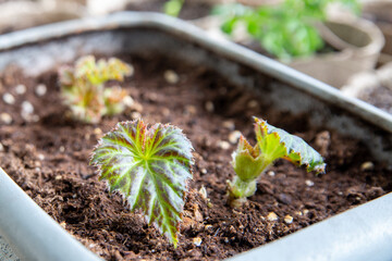 Young begonia leaves began to grow in the spring in a pot on the windowsill