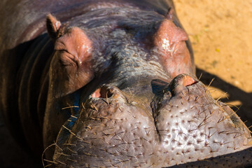 Hippopotamus amphibius or common hippopotamus in Myanmar / Bruma opening mouth and showing jar	
