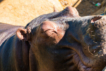 Hippopotamus amphibius or common hippopotamus in Myanmar / Bruma opening mouth and showing jar	