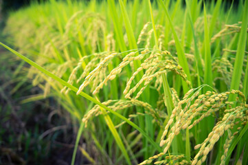 almost mature rice