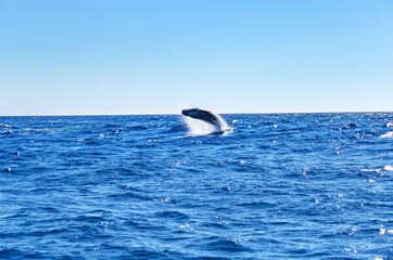 Whale in the atlantic ocean, São Miguel Island, Azores, Açores, Portugal, Europe.