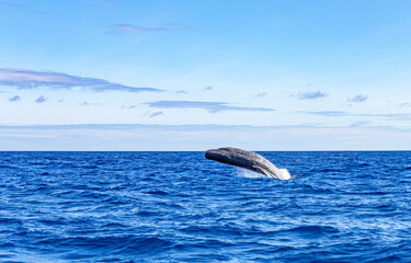 Whale in the atlantic ocean, São Miguel Island, Azores, Açores, Portugal, Europe.