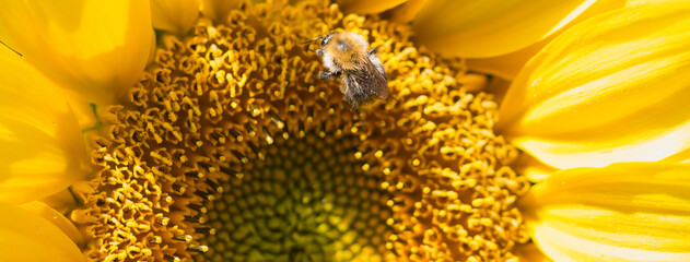 Sunflower in bloom, flower center close up with a polinating bee, vibrant golden yellow petals in...