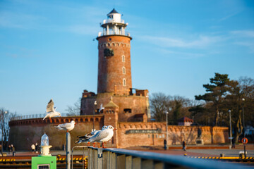 Seagull in the  harbor and the lighthouse in Kolobrzeg, - 477619866