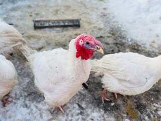 Turkeys on snowy ground on farm. From above white turkeys standing on cold snowy ground in enclosure on winter day on farm