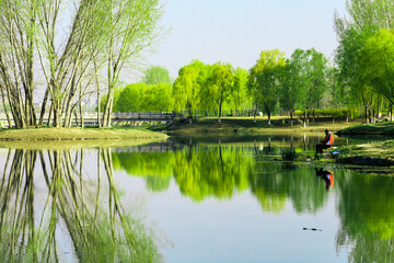 Fototapeta na wymiar China Beijing Summer Palace misty lake and tree view