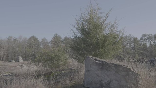 V-Log Bushes in the Wind (Log Profile)