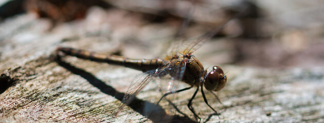 Dragonfly macro with selective focus on insects head and large compound eyes, sitting on a wooden surface, side view, paritally blurred nature web banner background