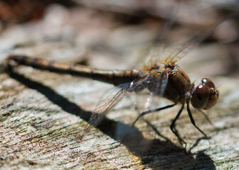 Dragonfly macro with selective focus on insects head and large compound eyes, sitting on a wooden surface, side view, paritally blurred nature background
