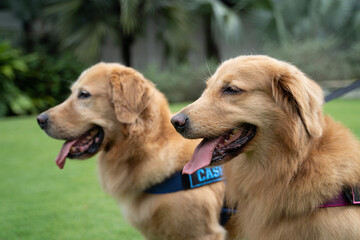 2 two friendly  brown golden retrievers  big dogs standing resting in the park 