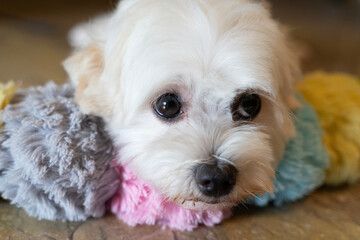 Cute  Curious White Maltipoo Maltese Small dog resting on the floor with a colorful scarf 