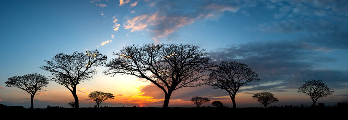 Panorama silhouette tree in africa with sunset.Tree silhouetted against a setting sun.Dark tree on open field dramatic sunrise.Typical african sunset with acacia trees in Masai Mara, Kenya © noon@photo