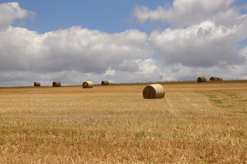 Fototapeta premium Hay rolls in the fields near Caledon in the Western Cape, South Africa