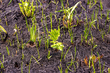 after the spring burning of dry grass, almost all living things died, vegetation begins to recover