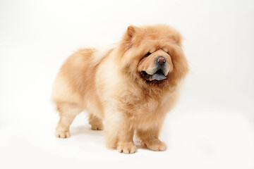 Plakat chow chow dog on a white background.