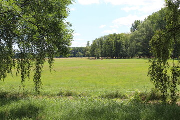 Fototapeta premium Blick auf die Wiese