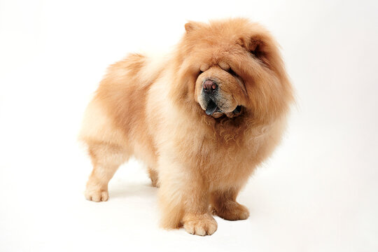 chow chow dog on a white background.