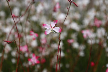 A small, pink flower photographed with shallow depth of field against more out of focus flowers.