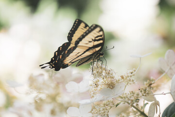 butterfly on a flower