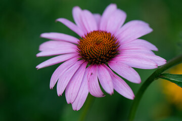 flower in the garden