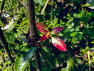 Obraz premium Cinnamon is a spice obtained from the inner bark of several tree species from the genus Cinnamomum.