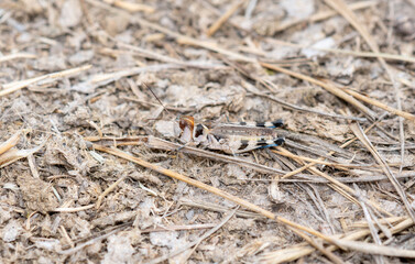 A Big-headed Grasshopper (Aulocara elliotti) Perched on the Ground on Dried Vegetation