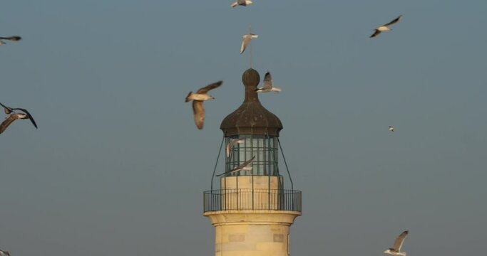 Seagulls flying arond the light house, le Grau du Roi, Occitan, France