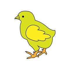 chicks, vector poultry farm Illustration on a white background
